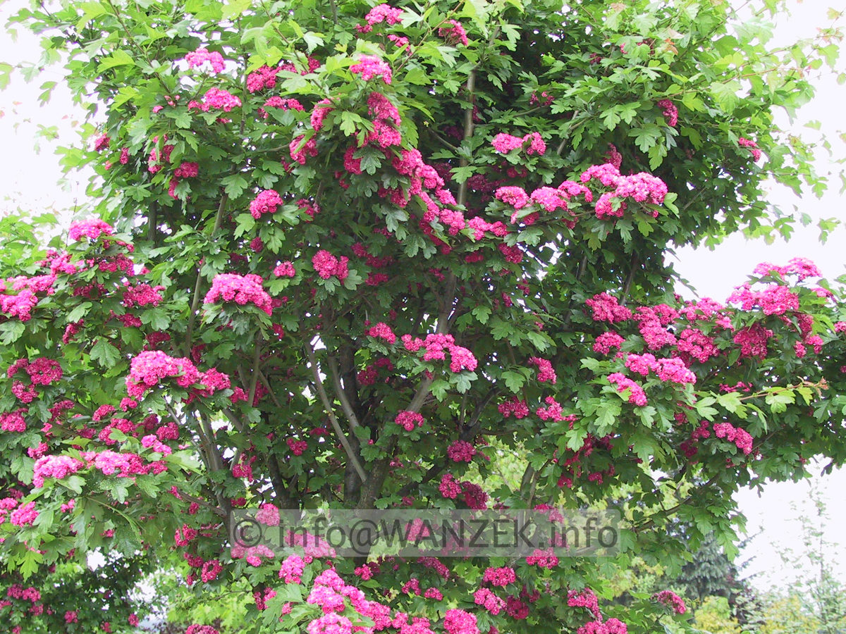 Crataegus laevigata Paul's Scarlet - 1.JPG